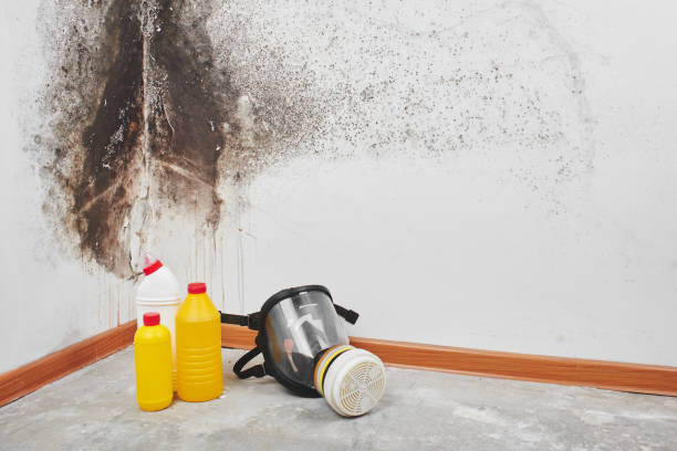 Home Mold Removal in Iraan, TX