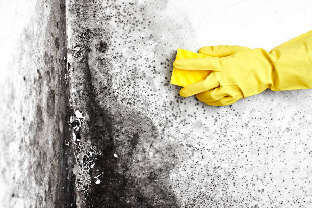 Best Home Mold Removal  in Iraan, TX
