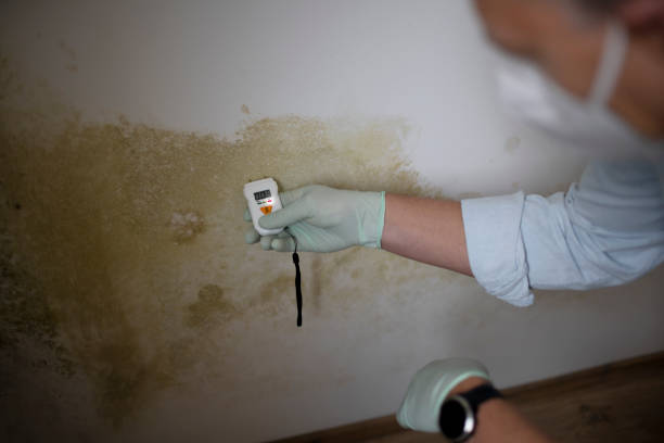 Best Mold Removal Specialists  in Iraan, TX