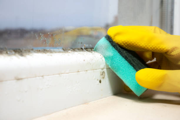 Best Mold Cleaning Services  in Iraan, TX