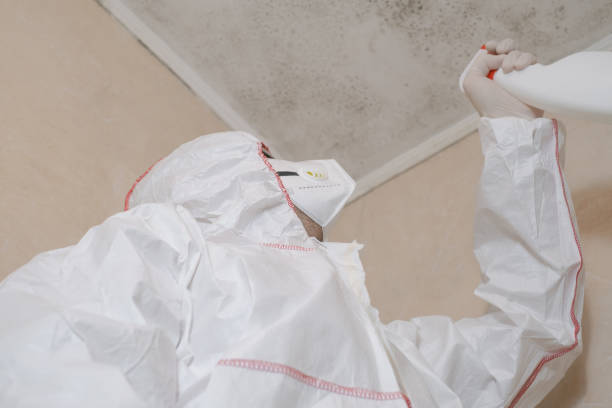 Best Mold Damage Repair  in Iraan, TX