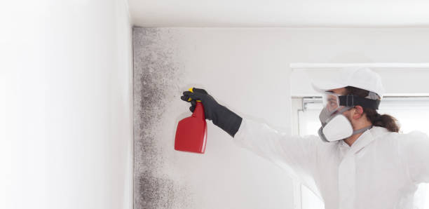 Best Mold Remediation  in Iraan, TX