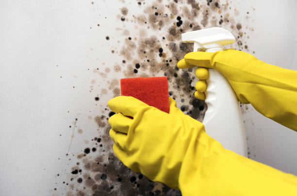 Best Mold Removal Near Me  in Iraan, TX