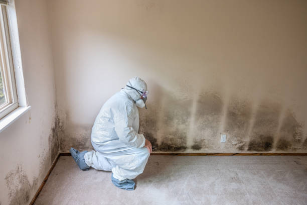 Best Mold Testing  in Iraan, TX