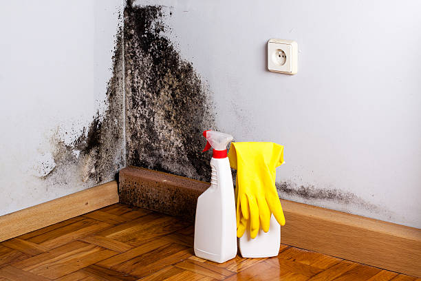 Best Office Mold Removal Services  in Iraan, TX