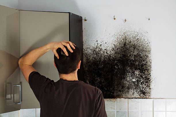 Best Affordable Mold Removal  in Iraan, TX