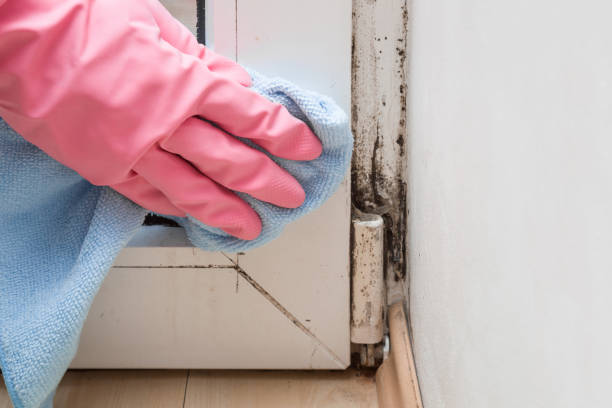 Best Same-Day Mold Removal  in Iraan, TX