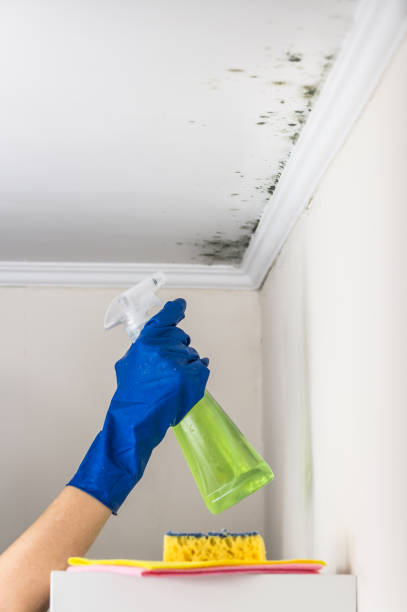 Best Mold Removal Near Me  in Iraan, TX