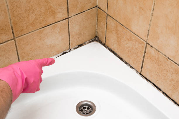 Best Certified Mold Removal  in Iraan, TX